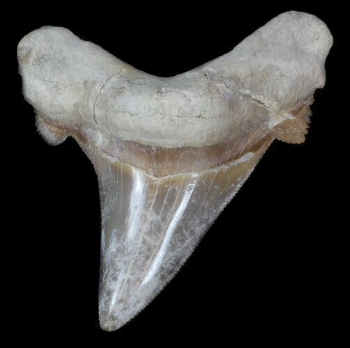 Serrated Auriculatus Shark Tooth - Dakhla, Morocco #35852